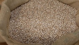 Maior produtor do Brasil, Paraná já colheu 72% da “safra das águas” do feijão