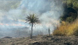 Incêndio atinge mata às margens da rodovia entre Marmeleiro e Flor da Serra do Sul