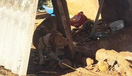 Pitbull é recolhida após denúncias de ataques a animais e fugas