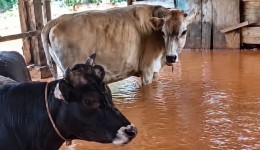 Fortes chuvas alagam currais e deixam vacas e bezerros em meio à água