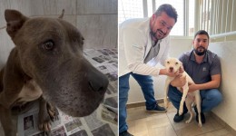 Animais resgatados em situação de maus-tratos buscam famílias adotivas