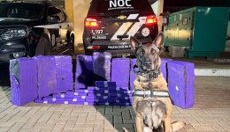 Cães de faro da PCPR interceptam mais de 227 quilos de maconha em duas ações