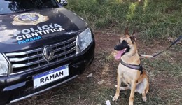 Cão farejador ajuda perícias e acerta 100% das buscas por sangue no Paraná
