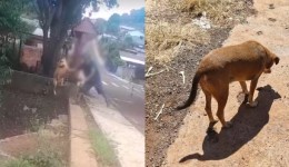Homem que jogou cachorro em riacho é preso preventivamente após decisão da Justiça no Paraná