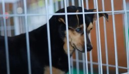 Feira de adoção na Expopato encontra lar para 96 animais