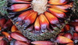 Pinhão deverá ser colhido mais tarde no Paraná em 2026