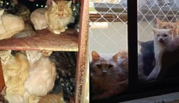MP busca na Justiça retirada urgente de cerca de 400 gatos de apartamento no Oeste de SC