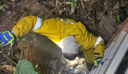 Bombeiros resgatam cachorro que caiu em poço de quatro metros