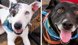 4ª edição do PetDay promove adoções e fortalece a solidariedade