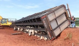 Carreta com carga de bois tomba em trecho em obras na BR-163 e deixa 10 animais mortos