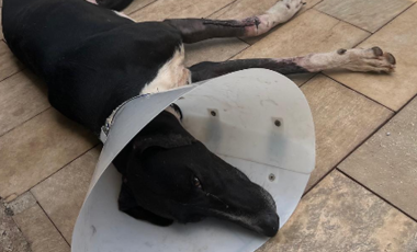 Policial penal socorre cachorro atropelado no bairro Água Branca