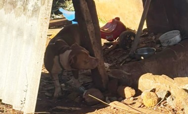 Pitbull é recolhida após denúncias de ataques a animais e fugas