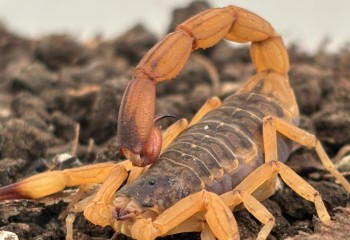 Estado alerta para aumento de acidentes com escorpiões e reforça medidas de prevenção