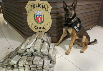 Operações com cães da PCPR ajudaram a tirar 5,7 toneladas de drogas de circulação em 2025