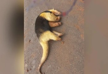 Tamanduá-bandeira é encontrado morto às margens da PR-180