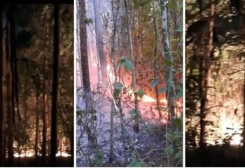 Incêndio em reflorestamento causa grande prejuízo