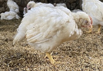 Ministério da Agricultura confirma terceiro foco da doença de Newcastle no Oeste de SC