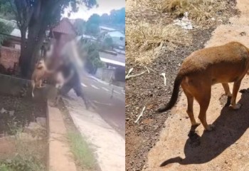 Homem que jogou cachorro em riacho é preso preventivamente após decisão da Justiça no Paraná