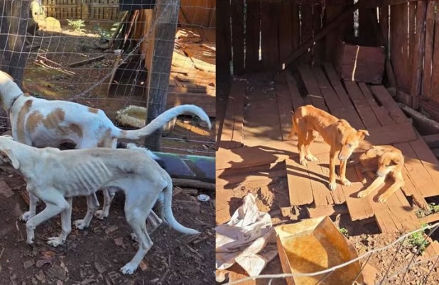 Homem é preso por maus-tratos após polícia encontrar cães desnutridos