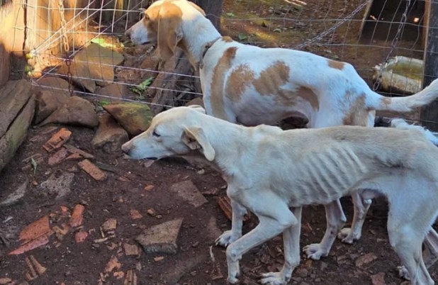 Homem é preso por maus-tratos após polícia encontrar cães desnutridos