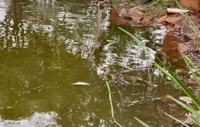 Vigilância Sanitária alerta sobre alimentação inadequada de peixes e aves nos lagos