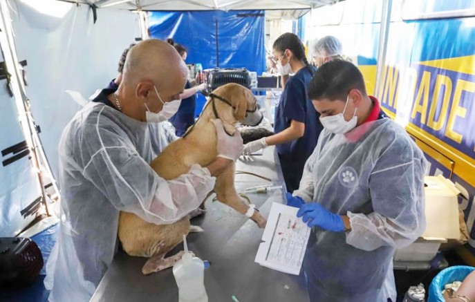 Francisco Beltrão abre inscrições para o Programa Castrapet