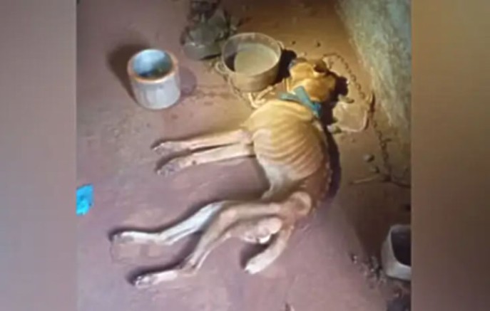 Tutor é preso após cachorro ser encontrado em situação de maus-tratos; animal morreu horas após o resgate