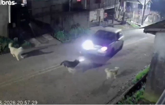 Homem é indiciado por atropelar propositalmente e causar morte de cachorro