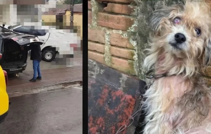 Homem é preso por maus-tratos a cão