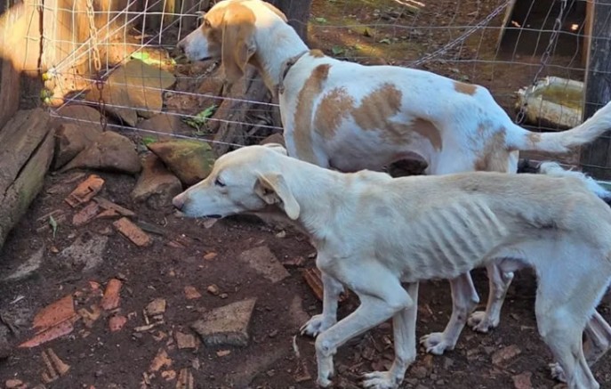 Homem é preso por maus-tratos após polícia encontrar cães desnutridos