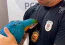 PCPR prende homem acusado por tráfico de animais silvestres e resgata arara