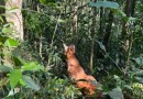 Após ser resgatado por PMs, lobo-guará volta à natureza com atuação de técnicos do IAT