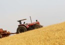 Boletim destaca início do plantio da 2ª safra de milho e aumento de 370% nas exportações do produto