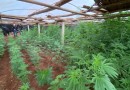 Dupla que cultivava grande quantidade de maconha em estufa é presa em Abelardo Luz
