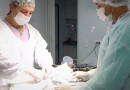 Centro de Zoonoses mantém bom ritmo de castrações