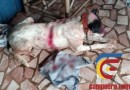 Ataque de cães deixa idoso gravemente ferido na Zona Rural de Marmeleiro