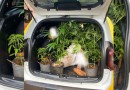 Homem é detido e seis pés de maconha são apreendidos em Marmeleiro
