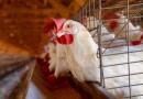 Decreto prorroga emergência zoossanitária para gripe aviária no Paraná