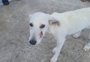 Policiais penais resgatam cachorro abandonado na PR-483 em Francisco Beltrão