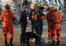 Equipe de cães do Corpo de Bombeiros Militar de Santa Catarina atua em buscas por bombeiros no RS