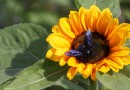 Simepar prevê primavera quente e com chuva abaixo da média histórica no Paraná