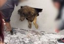 Cadela desaparecida há dez dias é encontrada dentro de parede concretada em obra