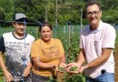 Produtores do PRODER iniciam colheita de pepino para conserva