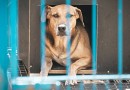 Projeto “Lei Orelha” é aprovado na Alesc com multas mais severas para maus-tratos contra animais