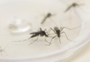 Novo boletim da dengue registra 22,2 mil casos e 11 óbitos no Paraná