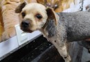 Atropelamento de cachorro e omissão de socorro: condutor se recusa pagar custas veterinárias