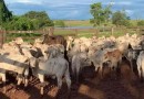 Furto de 12 bois é registrado em propriedade rural