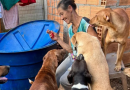 Idosa vive com 90 cães em casa precária