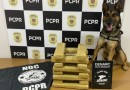 Polícia Civil apreende 17,200 kg de maconha durante Operação Protetor das Fronteiras e Divisas em Vitorino