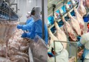 Paraná liderou produção nacional de frangos em 2022; indústria de suínos também cresceu
